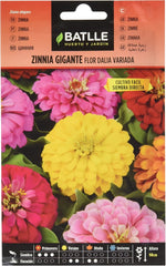 Batlle Zinnie Dalhien Blooming