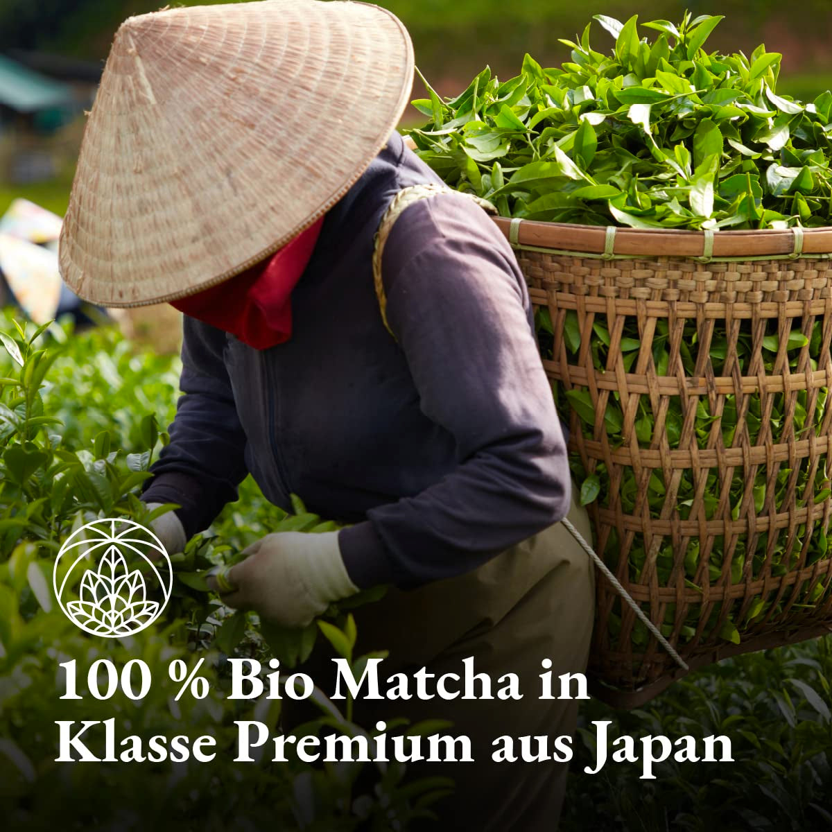 Pudră Matcha Bio Monte Nativo (100G) - Ceai Matcha pentru Latte - Ceai verde premium - 100% natural și fără aditivi