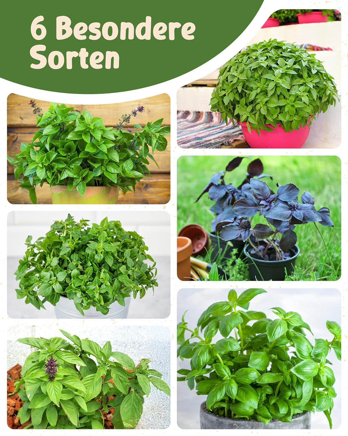 Organiczne nasiona bazylii w zestawie 6–6 nasion bazylii do łatwej uprawy w ogrodzie, na balkonie lub na podwyższonej grządce - Nasiona roślin - Sadzonki