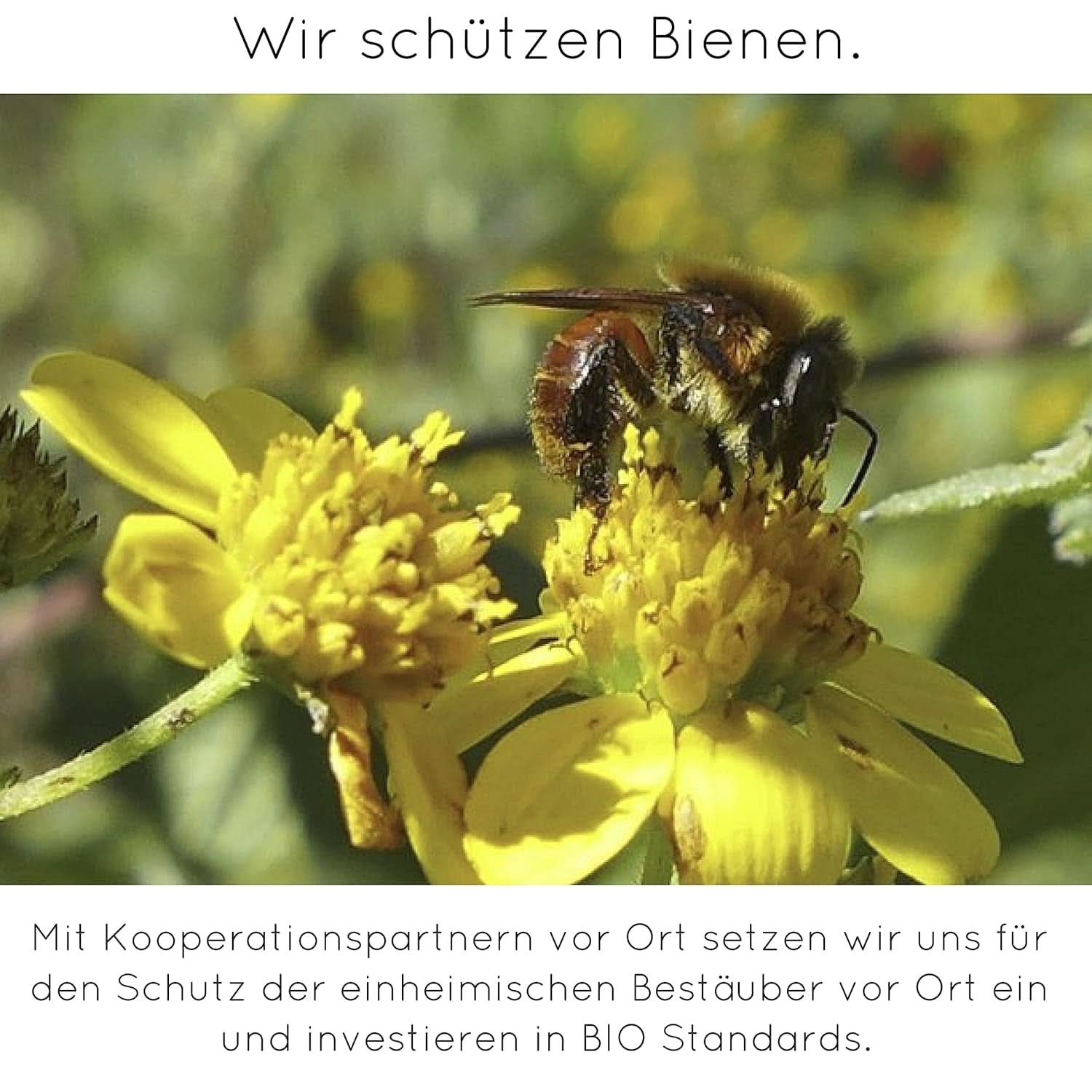 Premium waniliowy w proszku z prawdziwych ziaren wanilii, naturalny, bez cukru, bez dodatków, Fairtrade, wegański (40 g bez pudełka) z Vanilla Campaign® Flavours Naty Shop