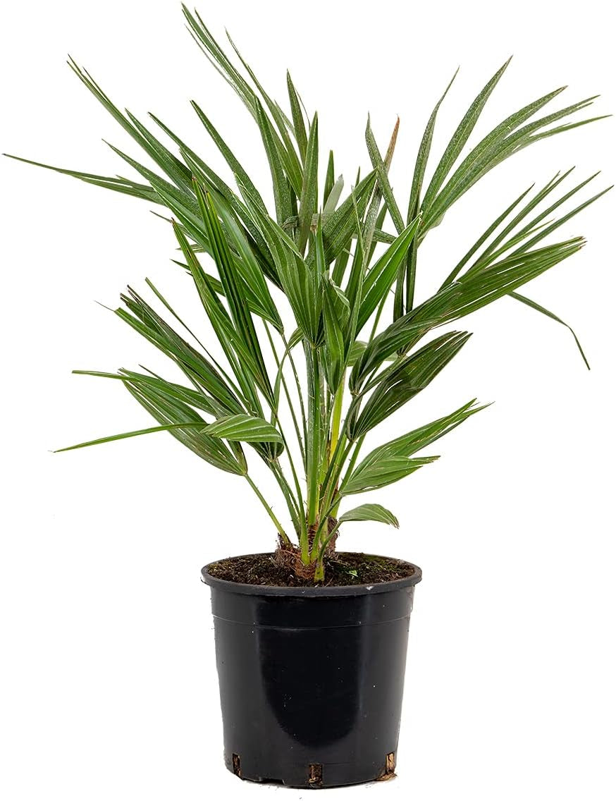 Bloomique - 2Er Set - Chamaerops Humilis - Europäische Zwergpalme - Palmen Winterhart Draußen - Höhe 50-60 Cm - Topf 15 Cm