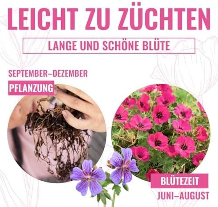 Kolekcja super wieloletnich geranium (10 roślin/korzeń) Odporna mieszanka 5 odmian, duże byliny hybrydowe z Holandii, do ogrodu, warstwy kwiatów (bez nasion, bez sztucznych cebul)