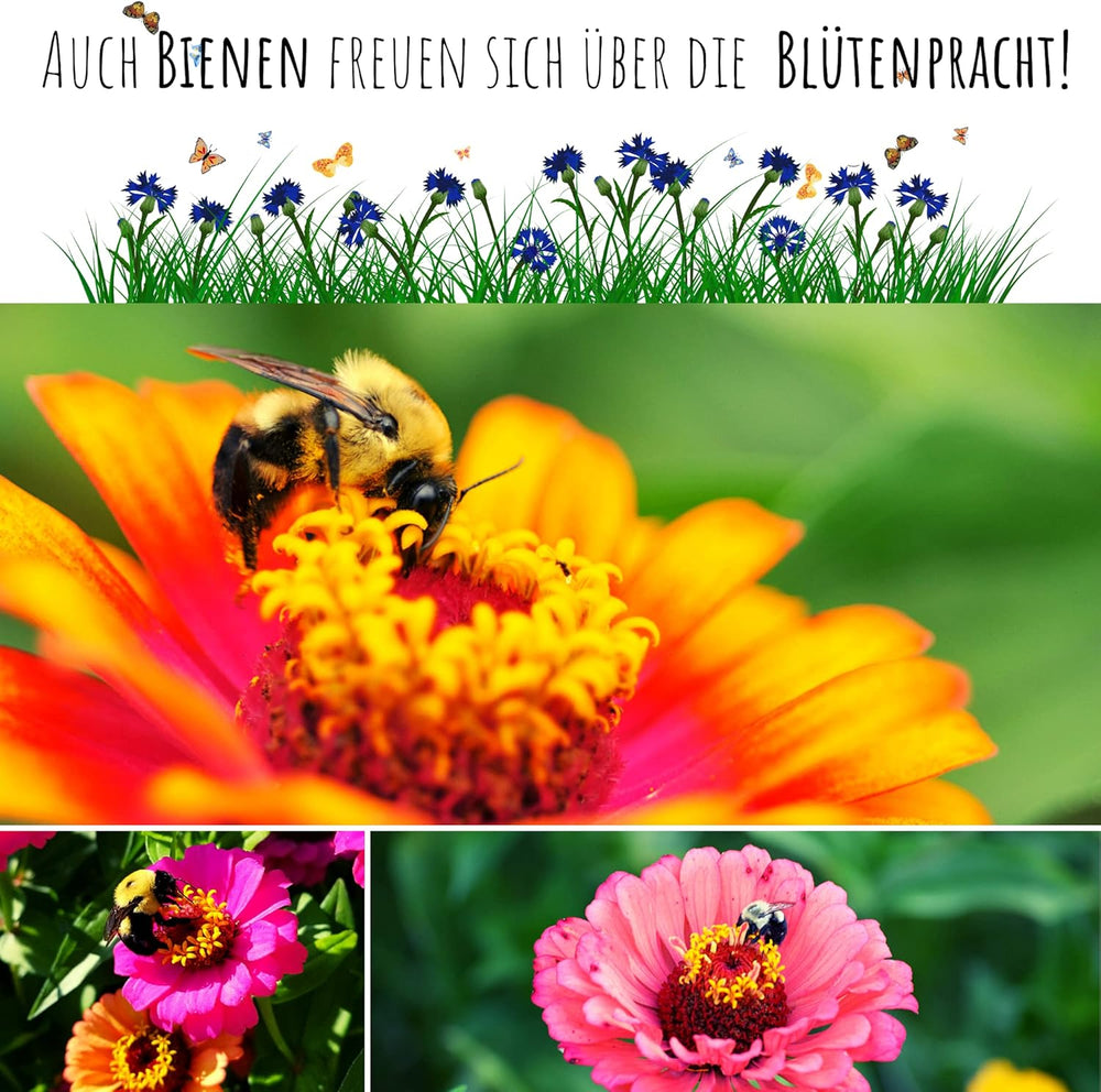 Mieszanka nasion cyni (Cynia) - Kolorowe, letnie kwiaty do rabatek, balkonu, tarasu oraz jako kwiaty cięte w wazonach