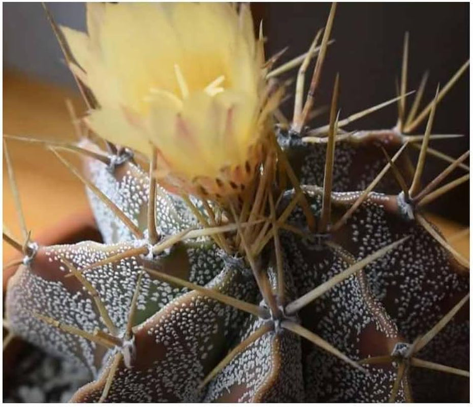 Stk - 5X Astrophytum Ornatum - Sternkaktus Kakteen Kaktus Pflanzen - Samen ID1649 -