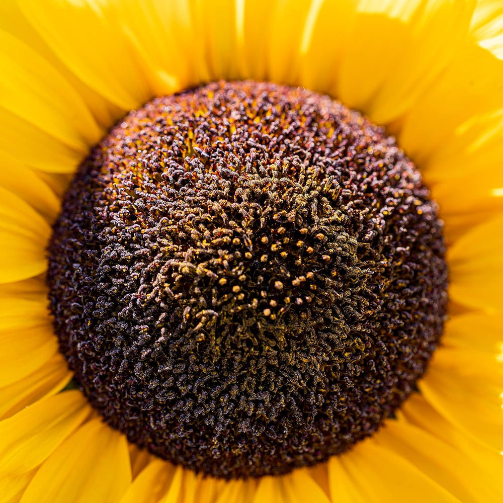 Nasiona słonecznika dyskowca żółtego (Helianthus annuus): Nasiona słonecznika premium, Nasiona słonecznika do uprawy około 20 roślin słonecznika - Nasiona kwiatów przyjazne dla owadów od OwnGrown