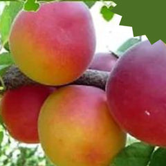 Susincocco Pflaumen - Obstpflanze Alte Frucht Auf Blumentopf 20 - Baum Max 170 Cm – 2 Jahre Anbau Italien