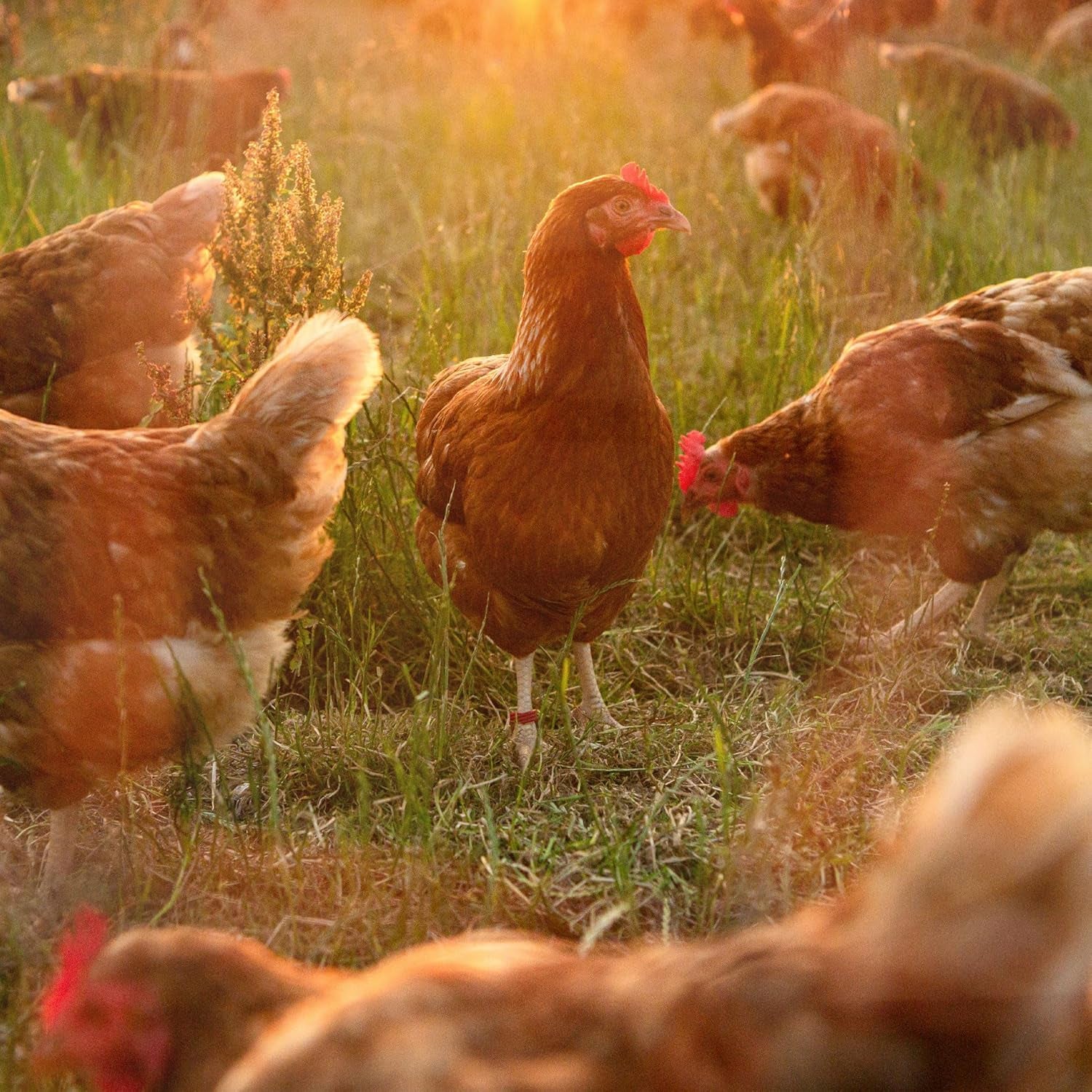 Ida Plus - GoldenEgg 200 ml - zredukowany Brucheier & Federfressen - wspierany Federwachstum & Federkleid - Wichtige Mineralien & Vitamine für Hühner - Beste Eierqualität bei Ihrer Hühnerhaltung