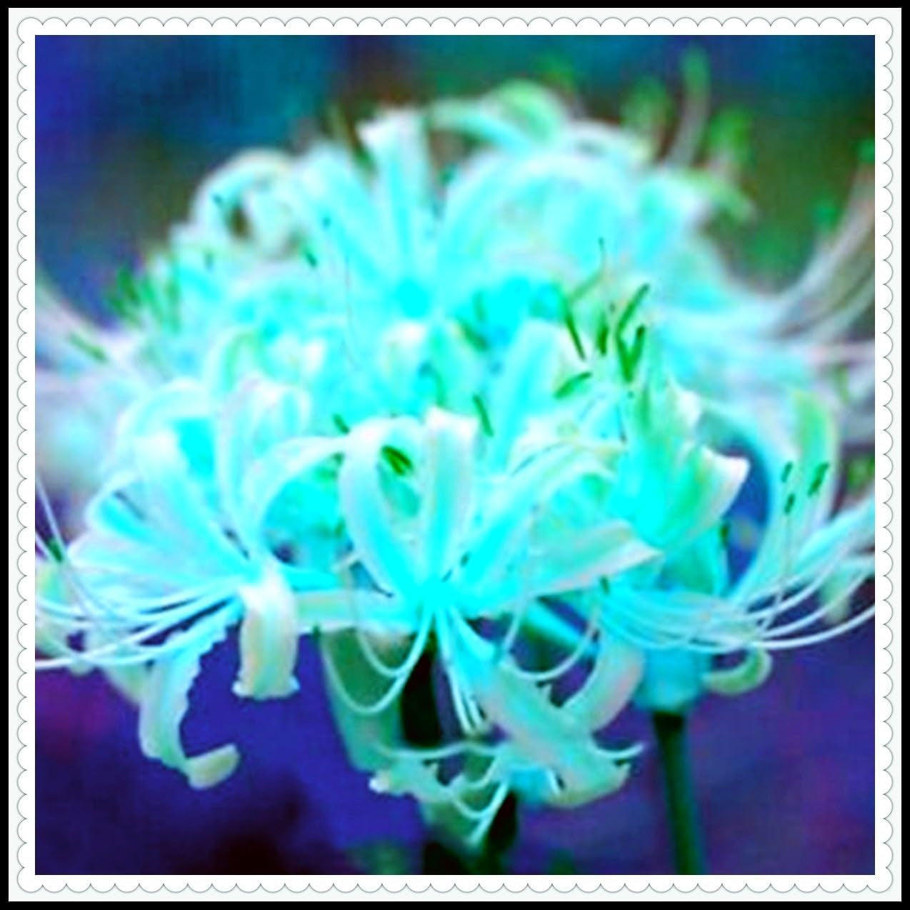 Mieszanka cebul kwiatowych, żarówka Mystery Magic, odporne sadzenie, odporna na zimę wieloletnia cebula kwiatowa, odporne cebule-3 cebule orchidei