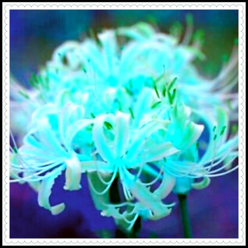 Mieszanka cebul kwiatowych, żarówka Mystery Magic, odporne sadzenie, odporna na zimę wieloletnia cebula kwiatowa, odporne cebule-3 cebule orchidei