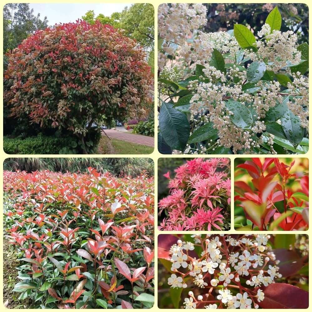 Glanzmispel Red Robin, Schnellwachsende Sträucher Photinia Fraseri Red Robin, Balkonpflanzen Exotische Stauden Winterhart Mehrjährig 900Samen