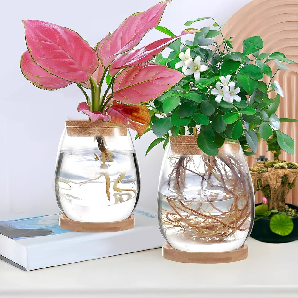 Stacja do uprawy roślin hydroponicznych 12x11 cm Wazon z nasionami awokado Szklana sadzarka Hydroponiczny szklany wazon na rośliny wodne lub kwiaty Biurko Wystrój stołu 2 szt.