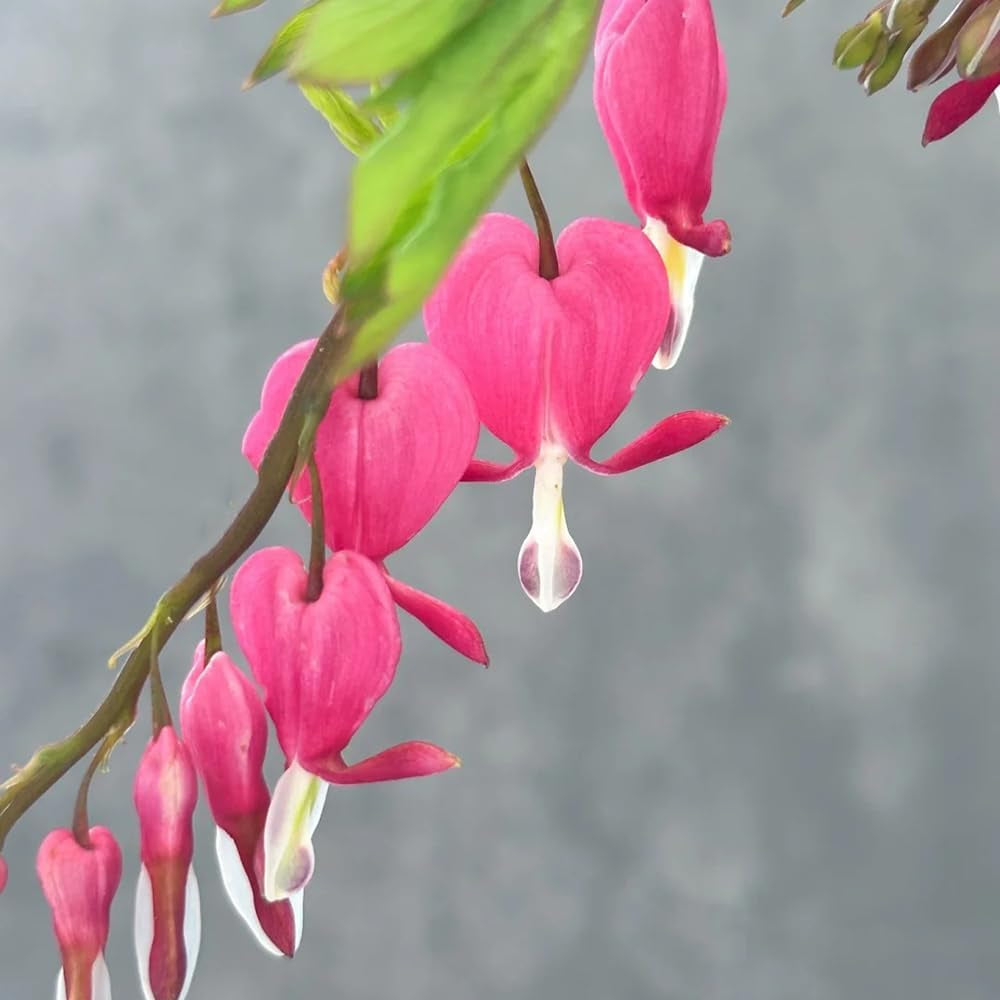 Tränendes Herz Kaufen - Dicentra Spectabilis - Winterharte Für Garten Zierblumen Blumendeko Frühlingsblume 180Samen