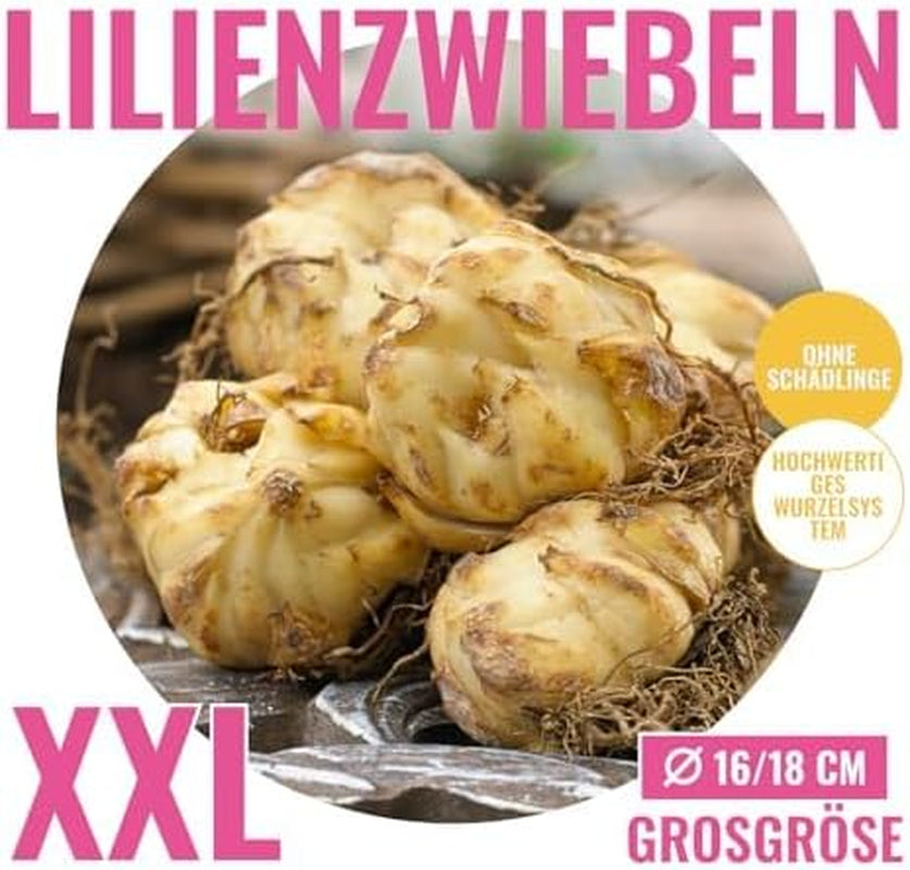 Kolekcja cebul olbrzymich lilii (15 cebul kwiatowych), 5 pachnących odmian, po 5 każdego koloru, holenderska, trwała mieszanka wieloletnia do ogrodu (duże cebule, bez pestek)