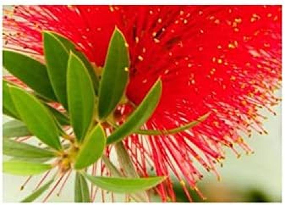 Stk - 30X Kunzea Baxteri Strauch Garten Pflanzen - Samen ID1399 -
