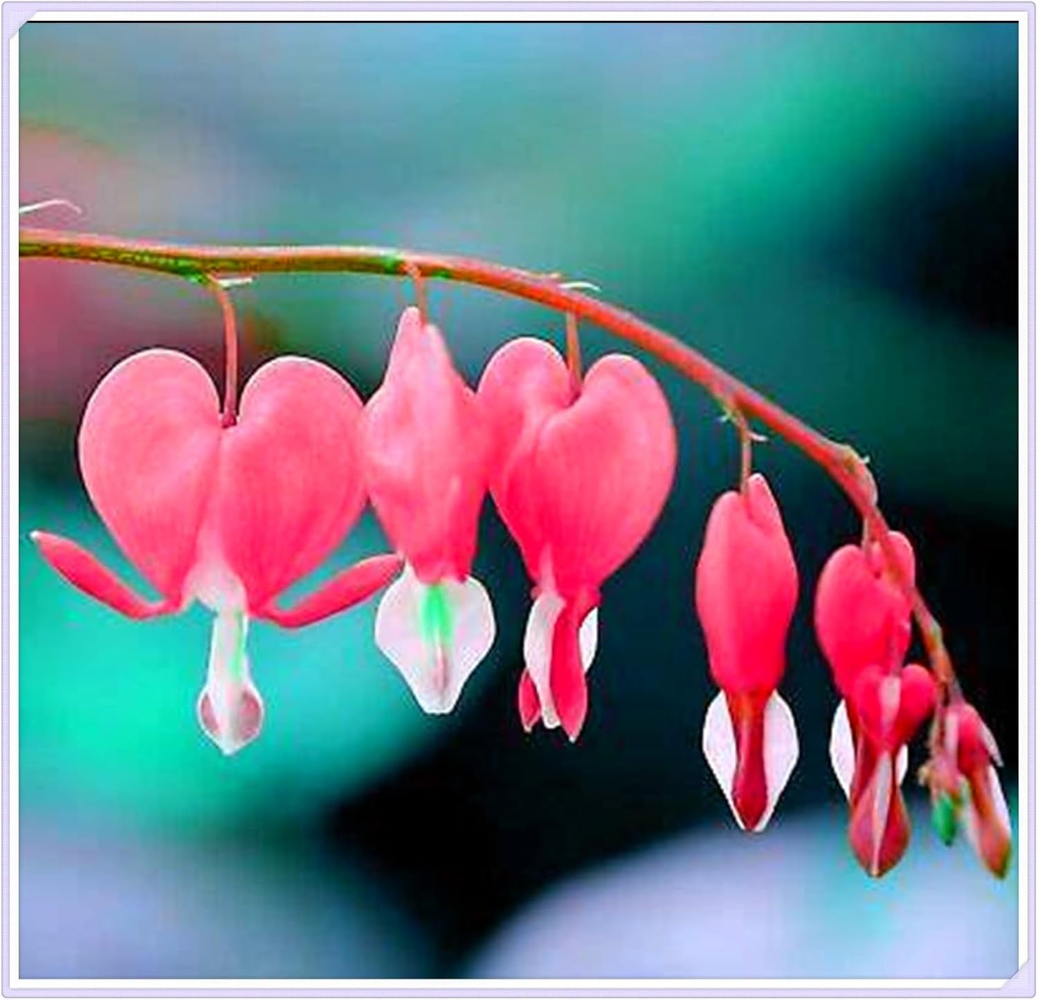 Mieszanka cebul kwiatowych, żarówka Mystery Magic, odporne sadzenie, odporna na zimę wieloletnia cebula kwiatowa, odporne cebule-3 cebule orchidei