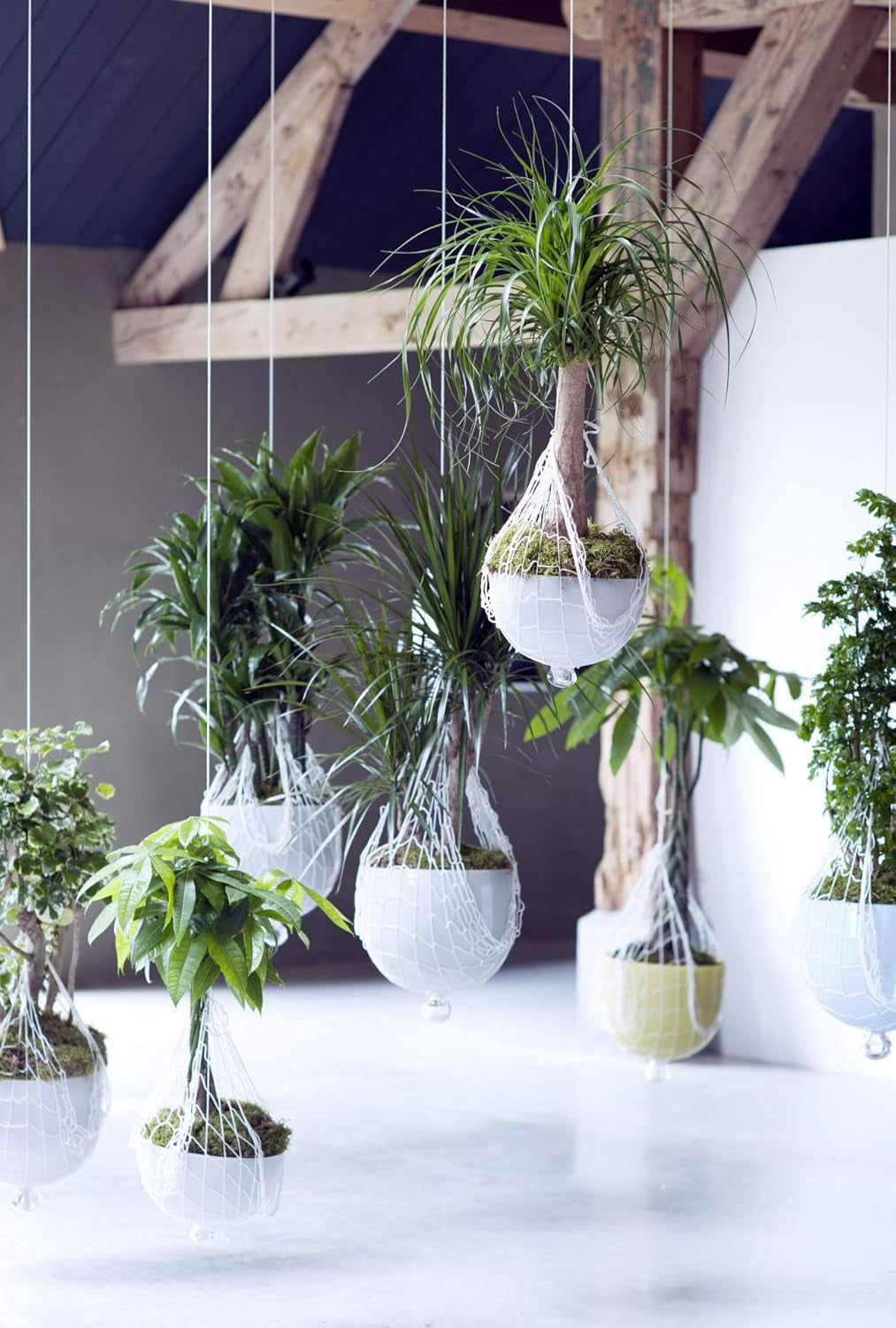 Bloomique - Beaucarnea Recurvata - Elefantenfuß - Zimmerpflanzen - Luftreinigend - Tierfreundlich - Pflegeleicht - 70-90 Cm Hoch - Topf 24 Cm