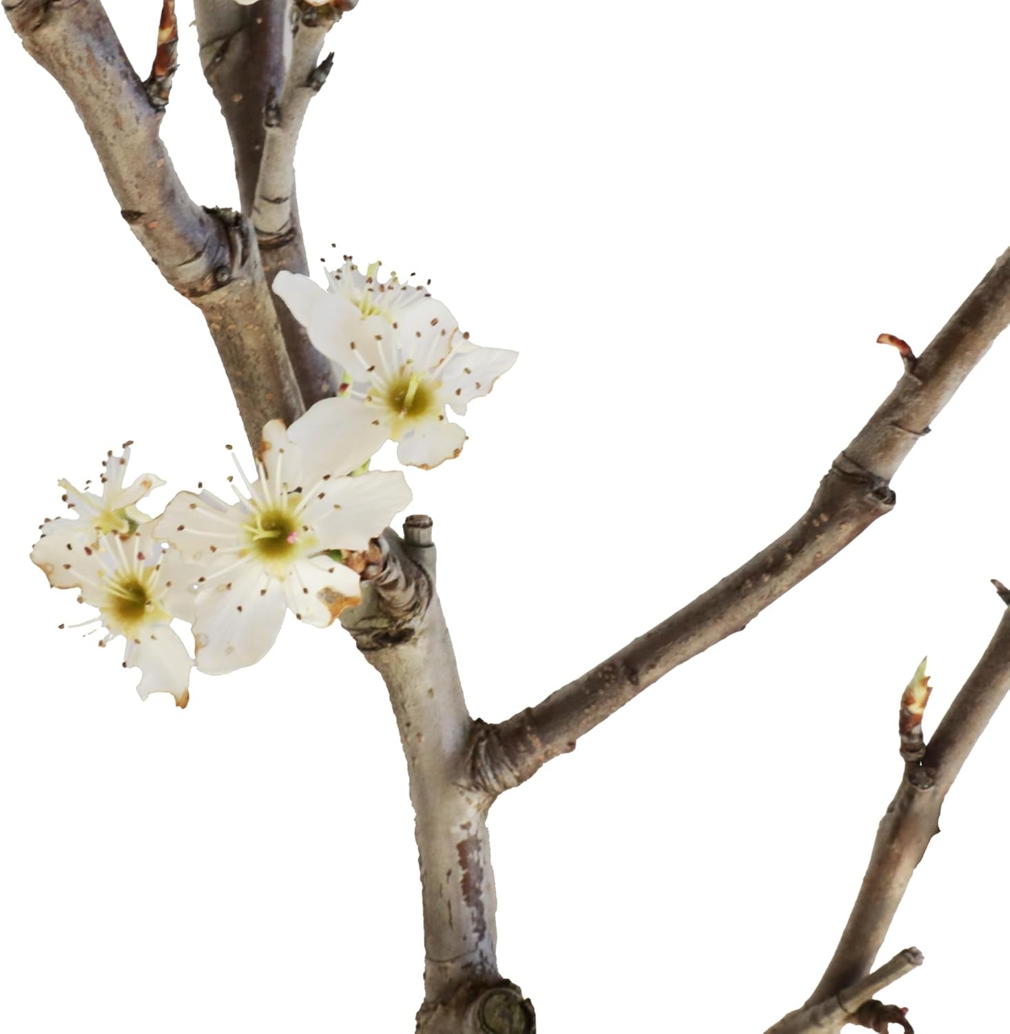KENTIS - Birnenbonsai - Pyrus Domestica - Echter Dekorativer Freilandbonsai - Echte Obstpflanzen - H 43-50 Cm Topf Ø 21 Cm