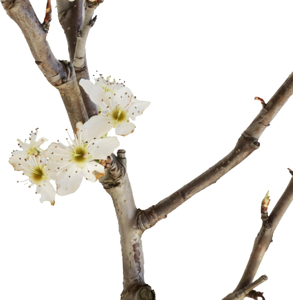 KENTIS - Birnenbonsai - Pyrus Domestica - Echter Dekorativer Freilandbonsai - Echte Obstpflanzen - H 43-50 Cm Topf Ø 21 Cm