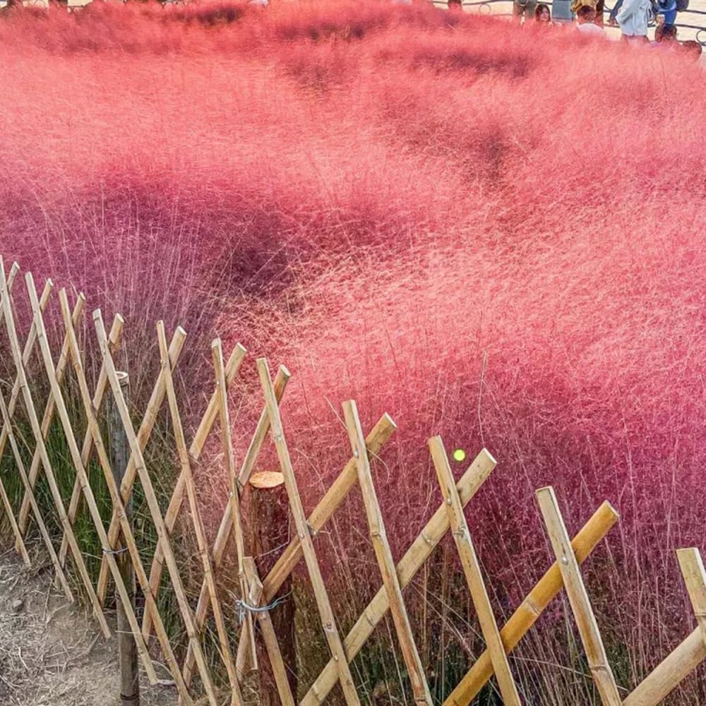 Muhlenbergia Capillaris, Ziergras Balkonpflanzen Winterhart, Hochbeet Topfpflanzen Draußen Winterhart Herbst Deko 400Samen