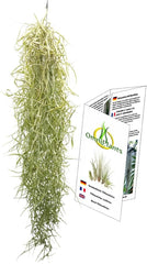 Tillandsia Usneoides, Tillandsien, Bromeliengewächs