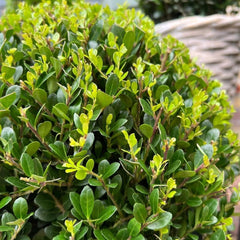 Plants by Frank | Echte Stechpalme Kugel | 1X Ilex Crenata 'Jenny' 20 Cm & 1X Kugel 25 Cm | Set Von 2 Stück | 20-25 Cm Ø Durchmesser | Buchsbaum Ersatz | Gartenpflanzen | Buchsbaum