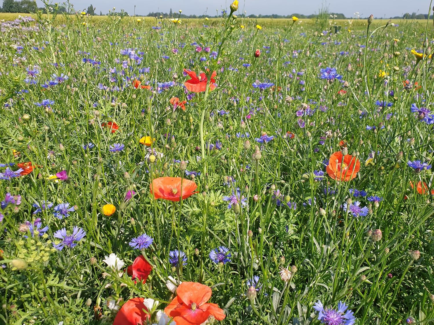 Flowerpower | Blumenmischung Mehrjährig Winterhart | Wildblumensamen Für Eine Blütenreiche Blumenwiese | Bienenfreundliche Blumensamen Für Garten & Balkon | 250G Für 65 M²