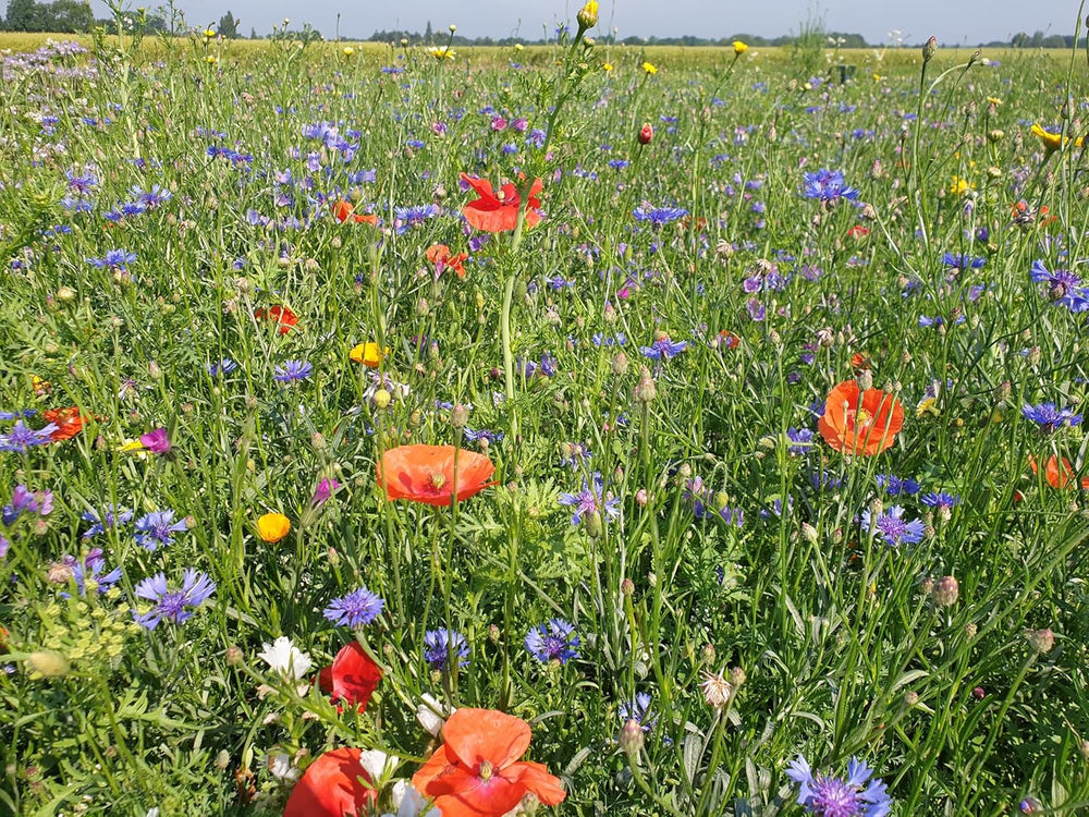Flowerpower | Blumenmischung Mehrjährig Winterhart | Wildblumensamen Für Eine Blütenreiche Blumenwiese | Bienenfreundliche Blumensamen Für Garten & Balkon | 250G Für 65 M²