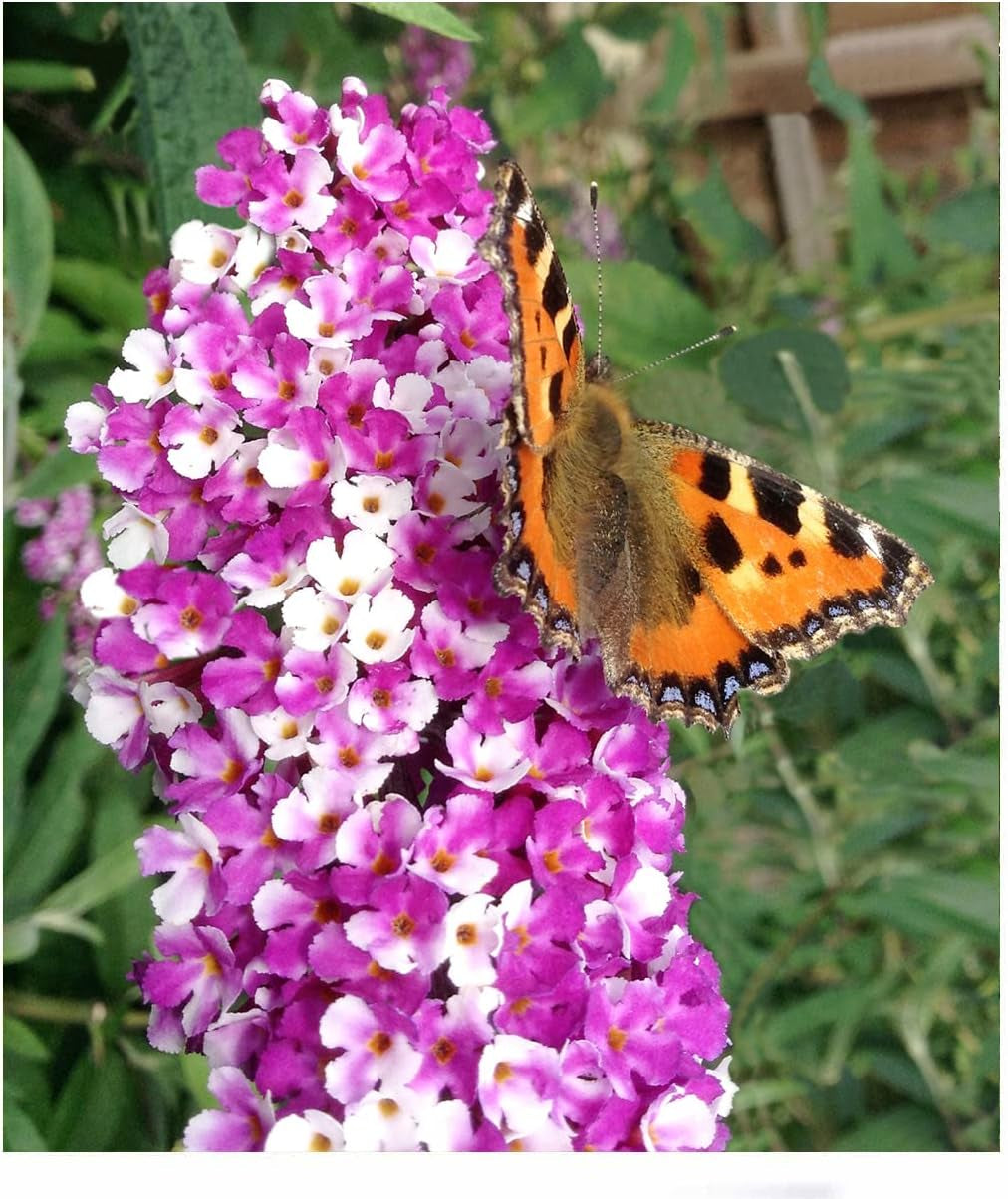BALDUR Garten Flieder-Hecke, 1 Pflanze, Edelflieder Fliedertraum Blüten-Hecke, Sichtschutz, Syringa Vulgaris, Winterhart & Anspruchslos, Schnittblume, Blühend