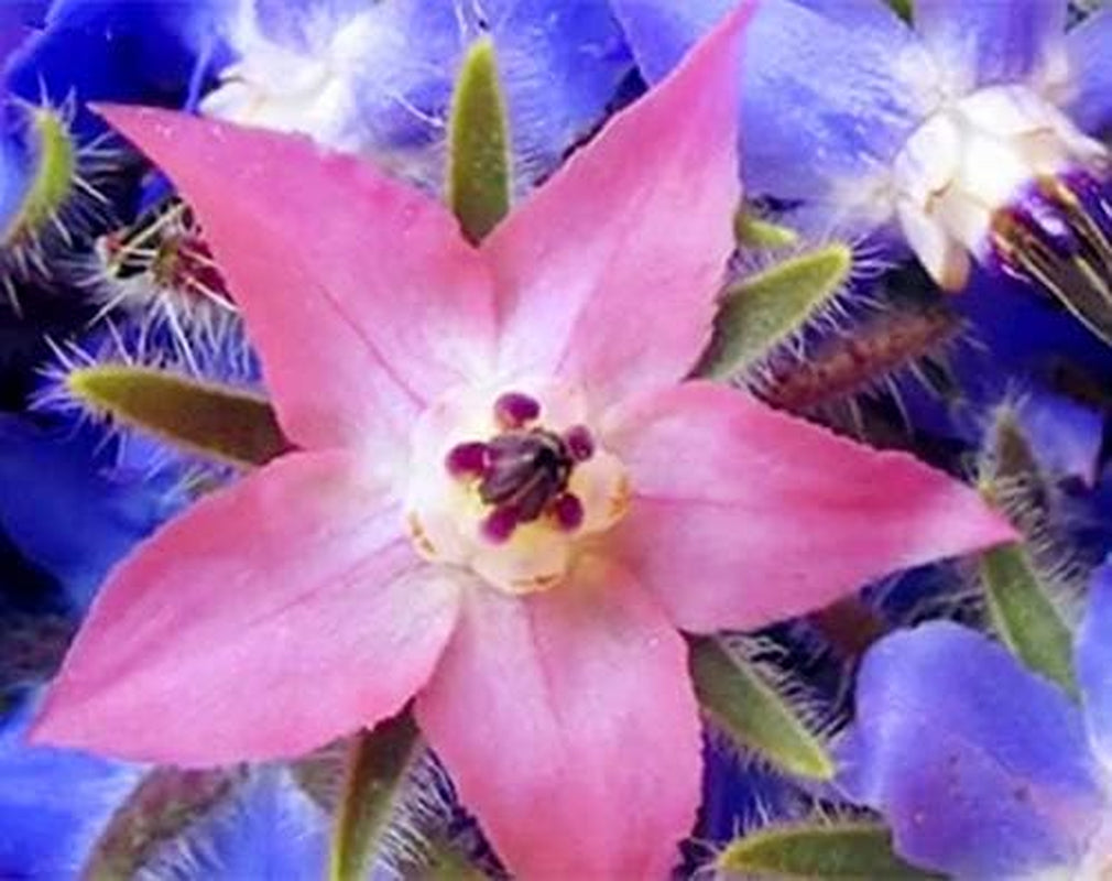 Nasiona 20 sztuk Borago Officinalis Egzotyczne Nasiona Kwiatów Ogród Kwiatowy Piękne i Jasne (Liu Li Ju): 13