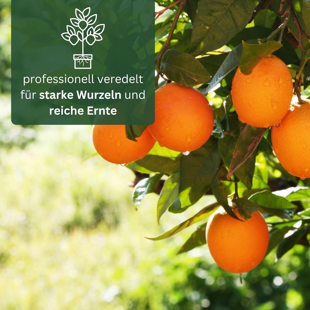Pomarańcza z Mojej Oranjerii - pomarańcza prawdziwa - roślina cytrusowa - Citrus sinensis - Pomarańcza - szczepiona pomarańcza dla ogrodników (Mezzo [M])