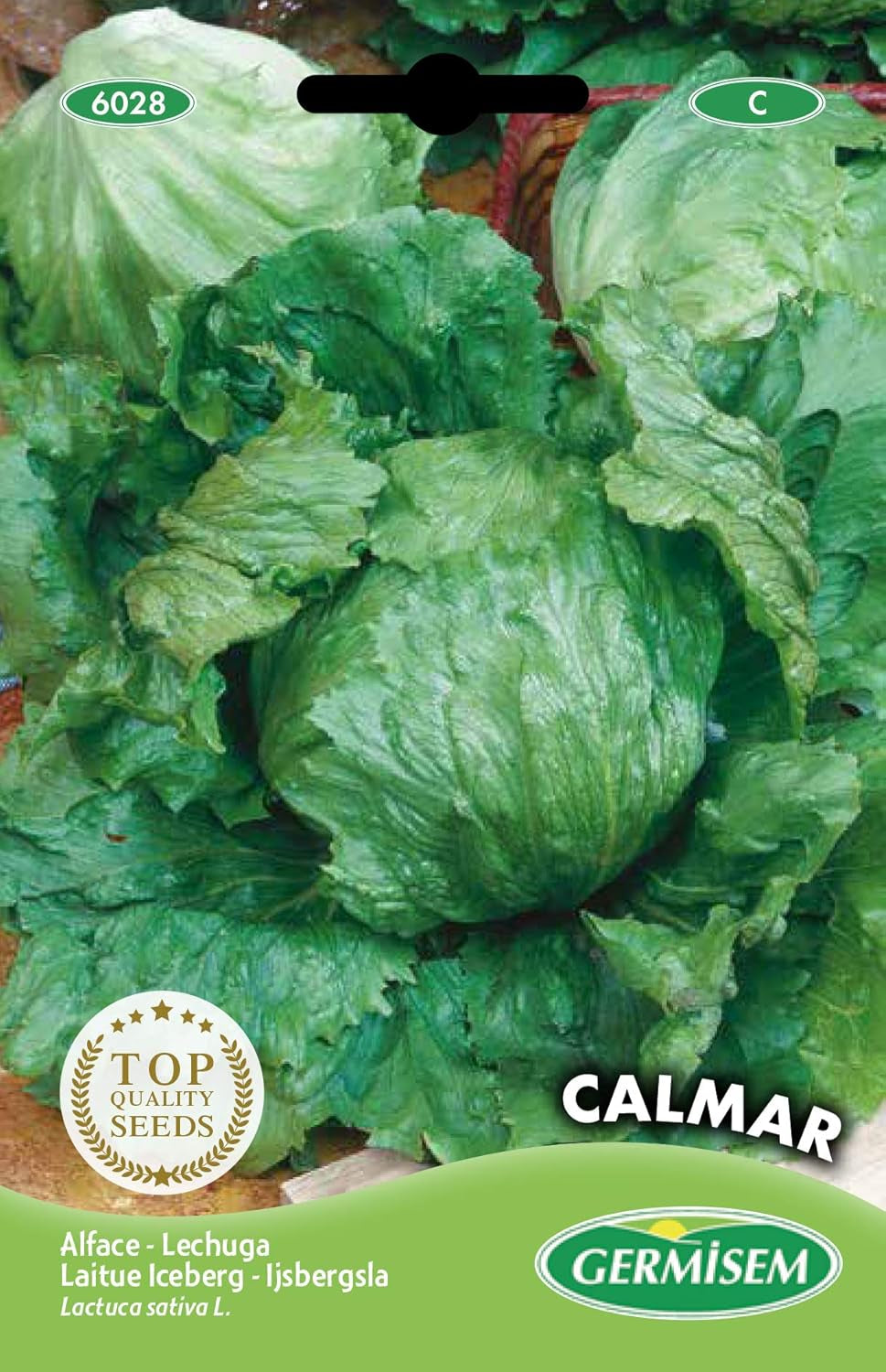 Kopfsalat Iceberg CALMAR