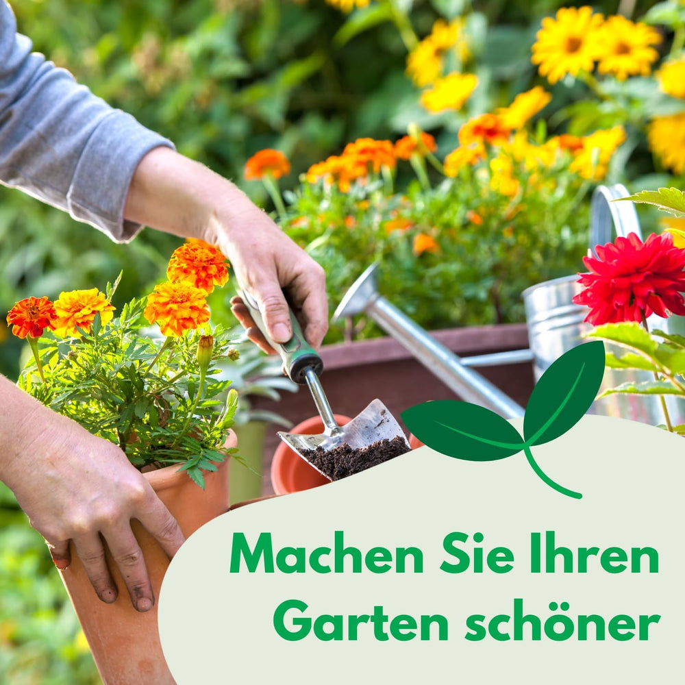 Cosmos Sensation Mix 1g nasion, Cosmos Mix Kwiaty letnie, Rośliny ogrodowe Rośliny balkonowe, Nasiona kwiatów