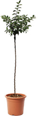 KENTIS – Pflaume Pflanzen – Plum Mirabelle De Nancy – Echte Outdoor Pflanzen – Garten Obstbaum – Obstpflanzen – Topf Ø 28 Cm
