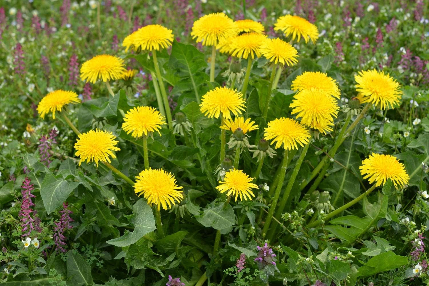 SAFLAX - BIO - Mniszek lekarski - 400 nasion - Taraxacum officinale