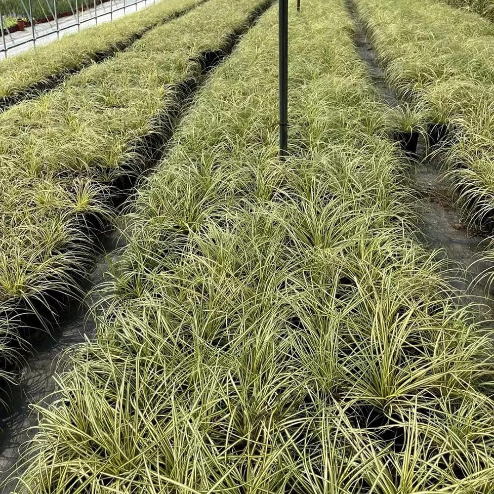 Carex Oshimensis Evergold Sträucher Für Den Garten Seltene Outdoor Ziergräser Gartenpflanzen Für Draußen Steingartenpflanzen Herbst Deko Topfpflanzen Draußen Winterhart Winterharte 500Samen