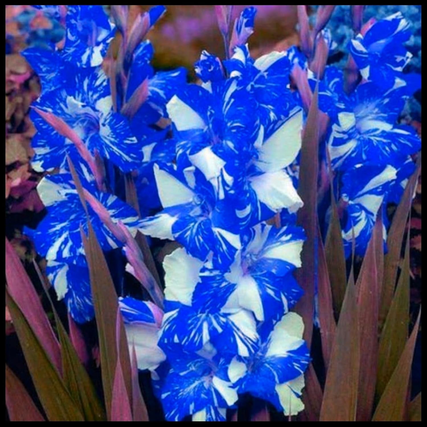 Mieszanka cebul kwiatowych, żarówka Mystery Magic, odporne sadzenie, odporna na zimę wieloletnia cebula kwiatowa, odporne cebule-3 cebule orchidei