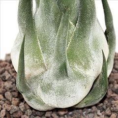 Exotenherz - Tillandsia Seleriana - Lose Pflanze - Extra-Groß