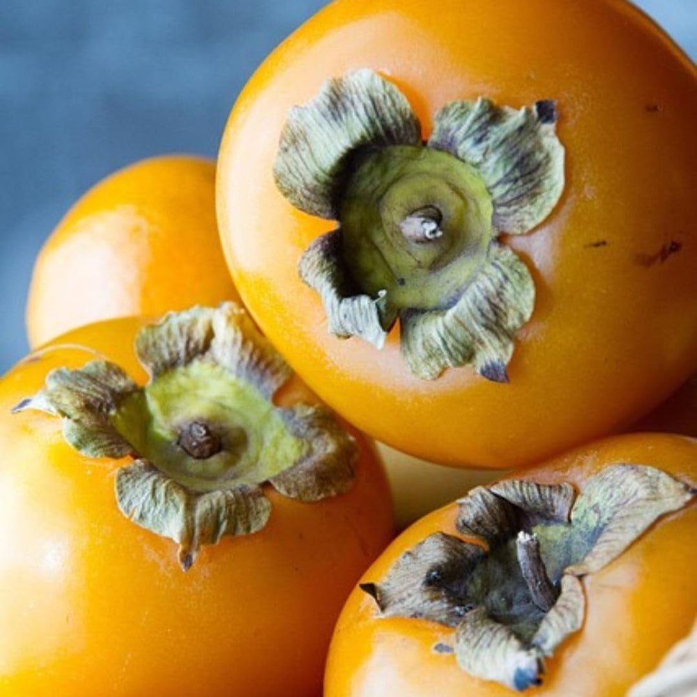 Kakibaum — Apfelkhaki – Alte Sorte, Obstpflanze Auf Topf 26 Cm — Max. Höhe 160 Cm — 4 Jahre Alt — Italienische Baumschule