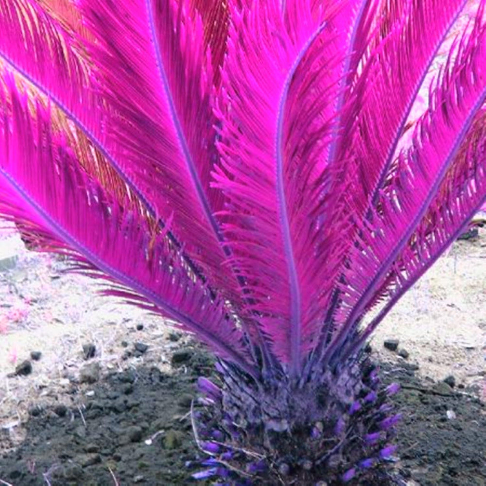 Mieszanka cebul kwiatowych, żarówka Mystery Magic, odporne sadzenie, odporna na zimę wieloletnia cebula kwiatowa, odporne cebule-3 cebule orchidei