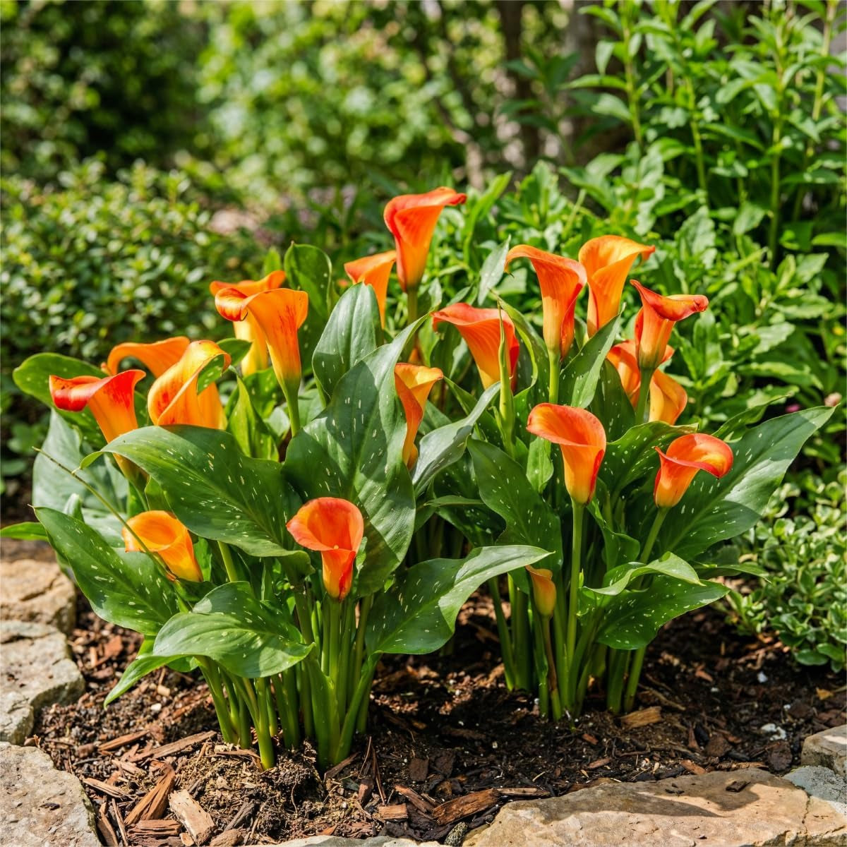 Calla Bulbs Hardy Bylina - Zantedeschia Orange Passion (Orange) - 5 dużych cebul kwiatowych - Prawdziwe rośliny holenderskie - Do ogrodu i doniczek (nie nasiona, nie sztuczne)