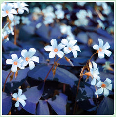 Mieszanka cebul kwiatowych, żarówka Mystery Magic, odporne sadzenie, odporna na zimę wieloletnia cebula kwiatowa, odporne cebule-3 cebule orchidei