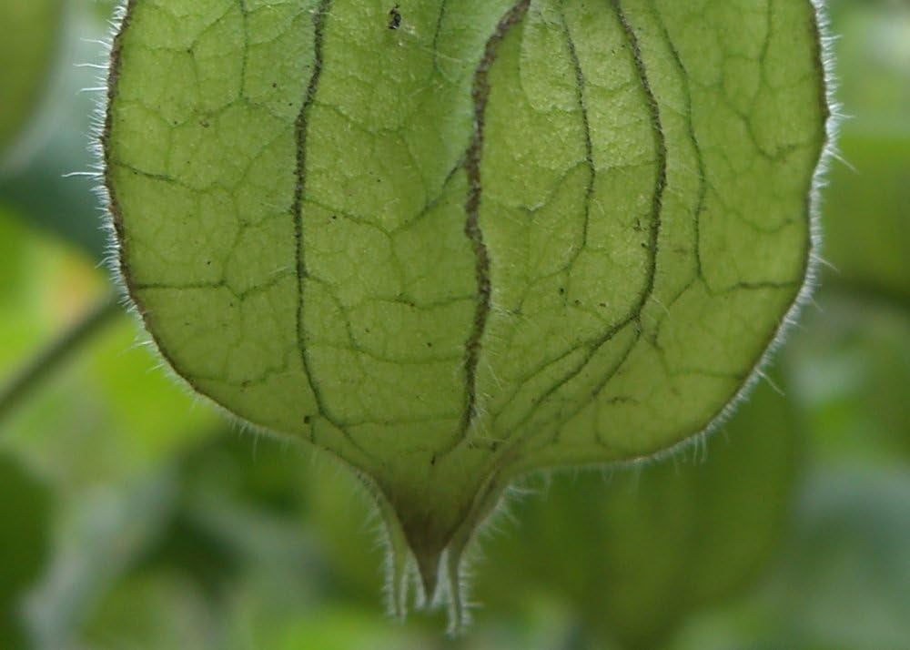 SAFLAX - Kapstachelbeere/Andenbeere - 100 Samen - Physalis Peruviana