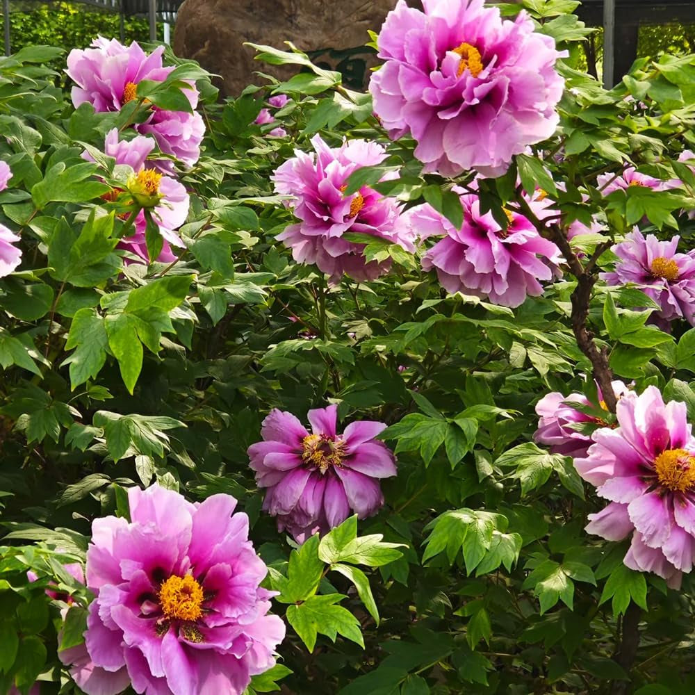 2Zwiebeln Pfingstrosen, Balkonpflanzen Gartendeko Für Draußen Blumenzwiebeln Sommerblüher Winterharte Garten Für Sonnige Plätze