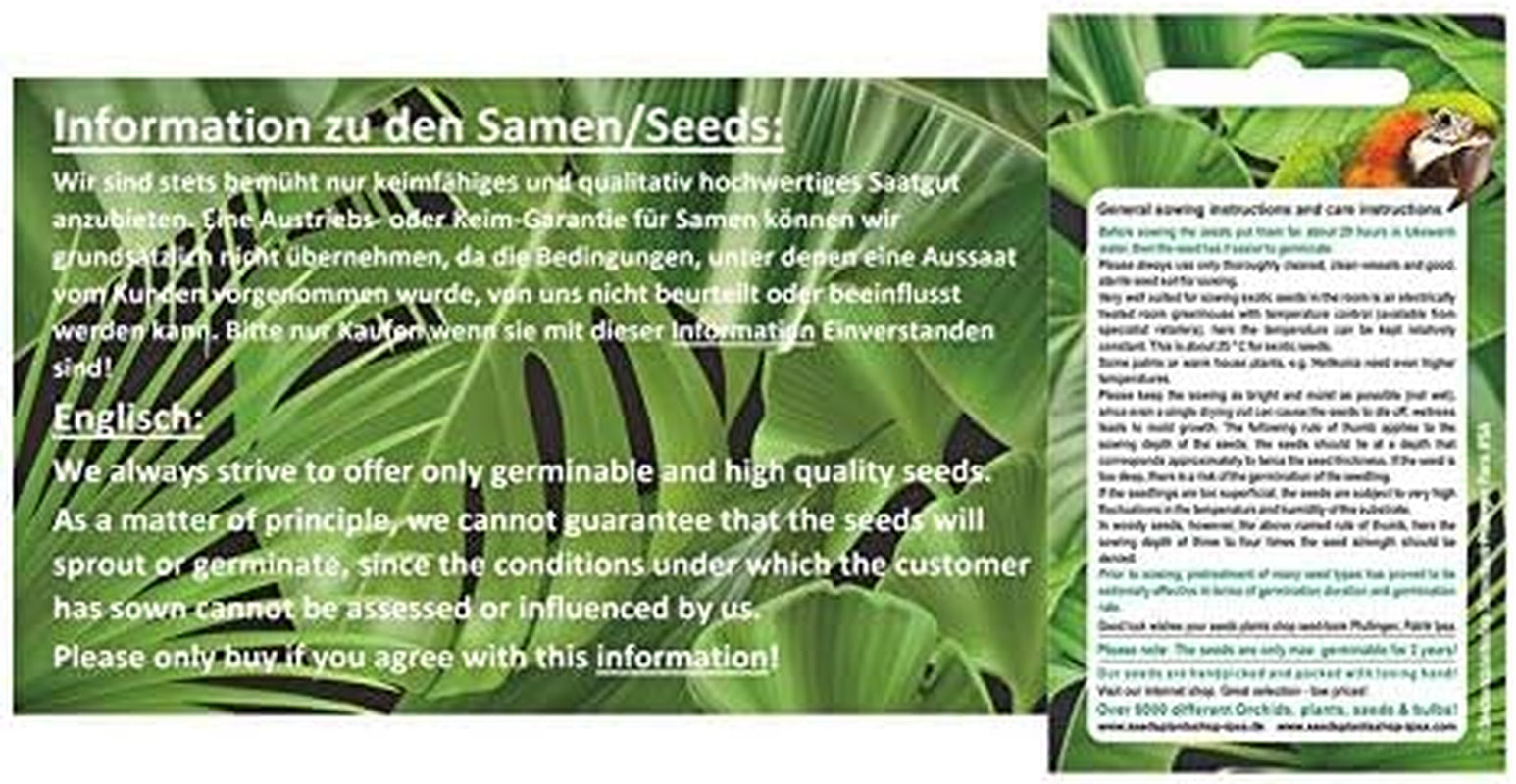 Stk - 10X Hechtia Montana Bromelie Garten Pflanzen - Samen ID577 -