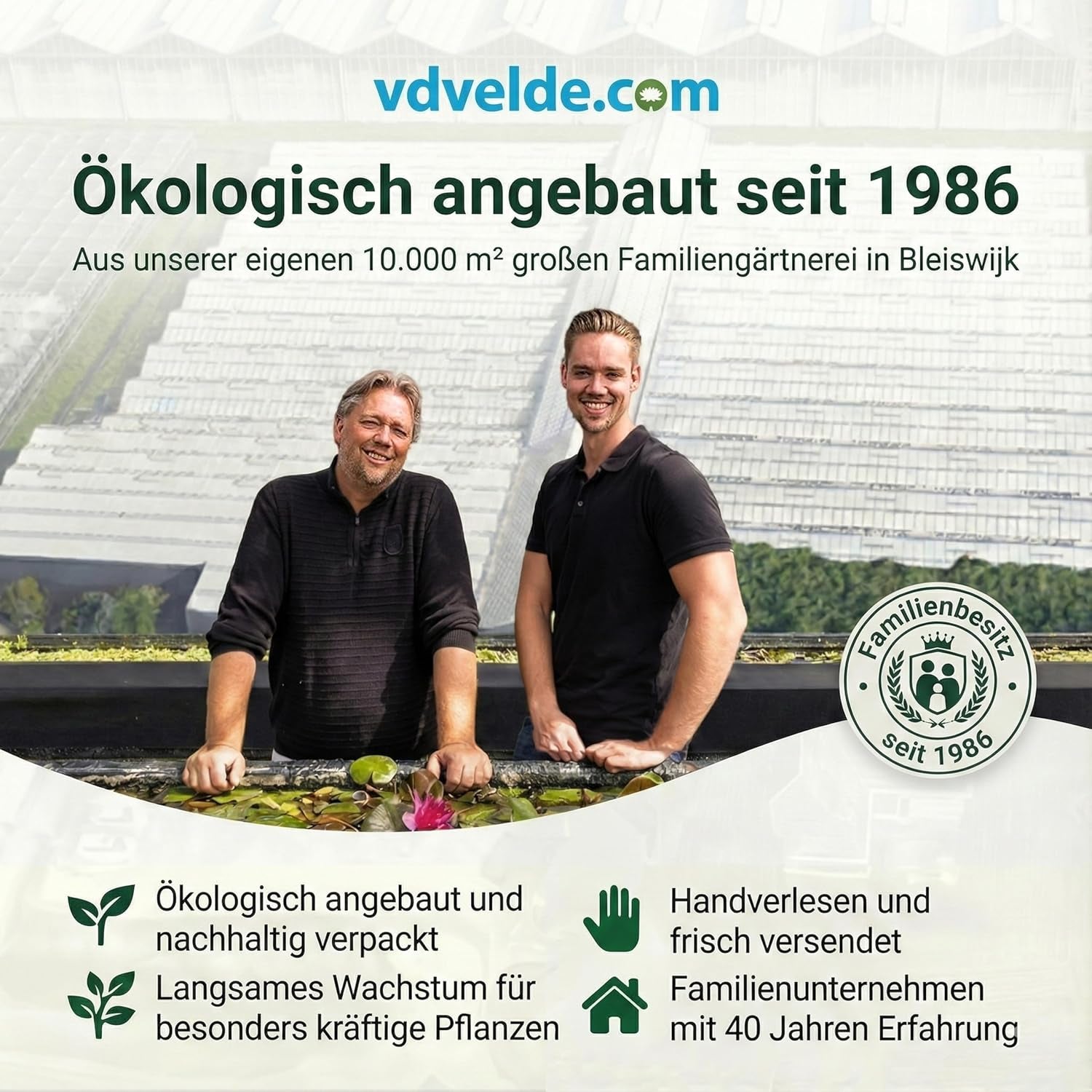 Vdvelde.Com - Luftreinigende Pflanzen 6 - Tierfreundliche Grüne Zimmerpflanzen - Einfacher Und Geringer Lichtbedarf - Ø12 Cm ↥Ca.40 Cm