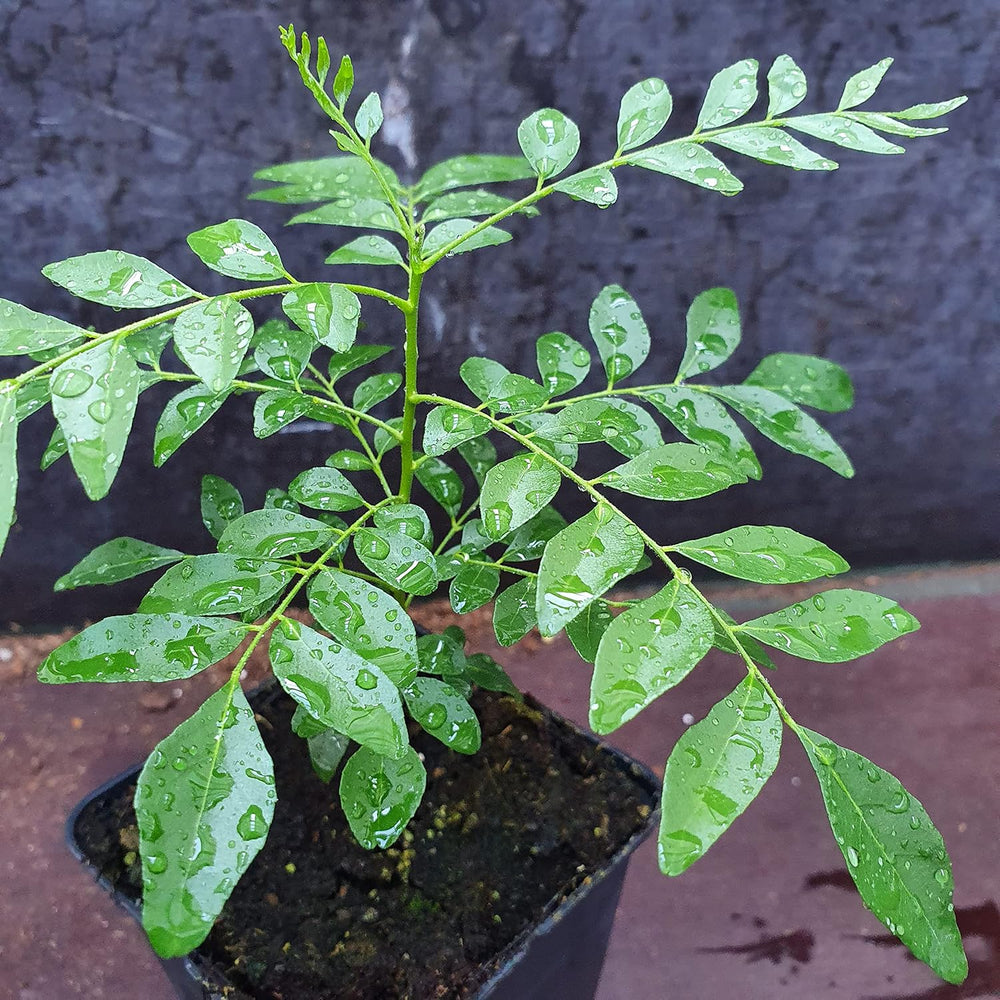 1 Curryblatt Baum | Murraya Koenigii | Aus Samen gezogen | Selten in der EU | Indische & Sri Lankische Zimmerpflanze | 10-15cm Höhe in 7cm Topf | Curry Pflanze | Bergera Koenigii