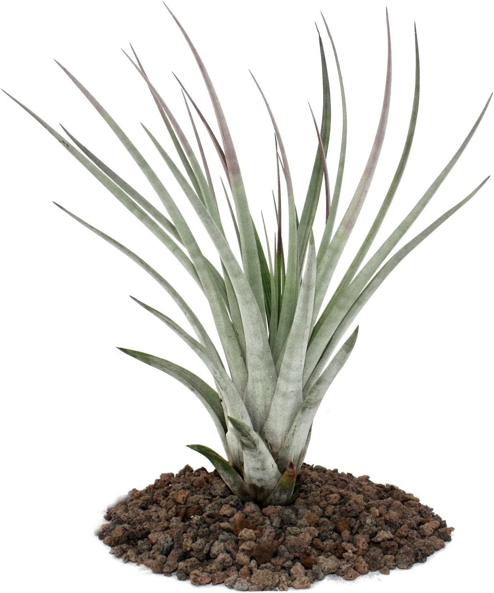 Exotenherz - Tillandsia Seleriana - Lose Pflanze - Extra-Groß