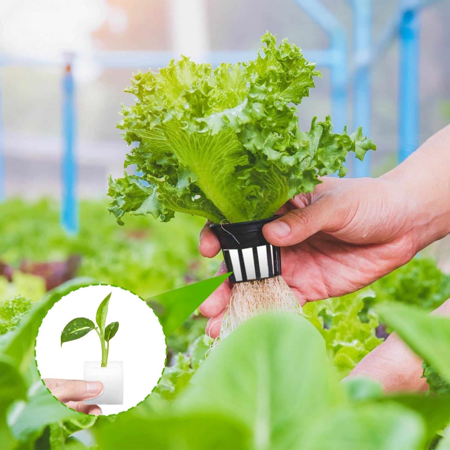 Wełna mineralna, wełna mineralna do rozmnażania, 2 szt., gąbka hydroponiczna, 200 szt. Po cięciu - alternatywa dla szklarni, kiełkowania nasion i warzyw domowych