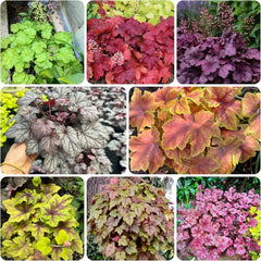 Heuchera - Purpurglöckchen Schnell Wachsende Sträucher Küchenkräuter Balkonpflanzen Balkon Kräutergarten Küche Indoor Blumensamen Gastgeschenk Bonsai Gartendeko Für 500Samen