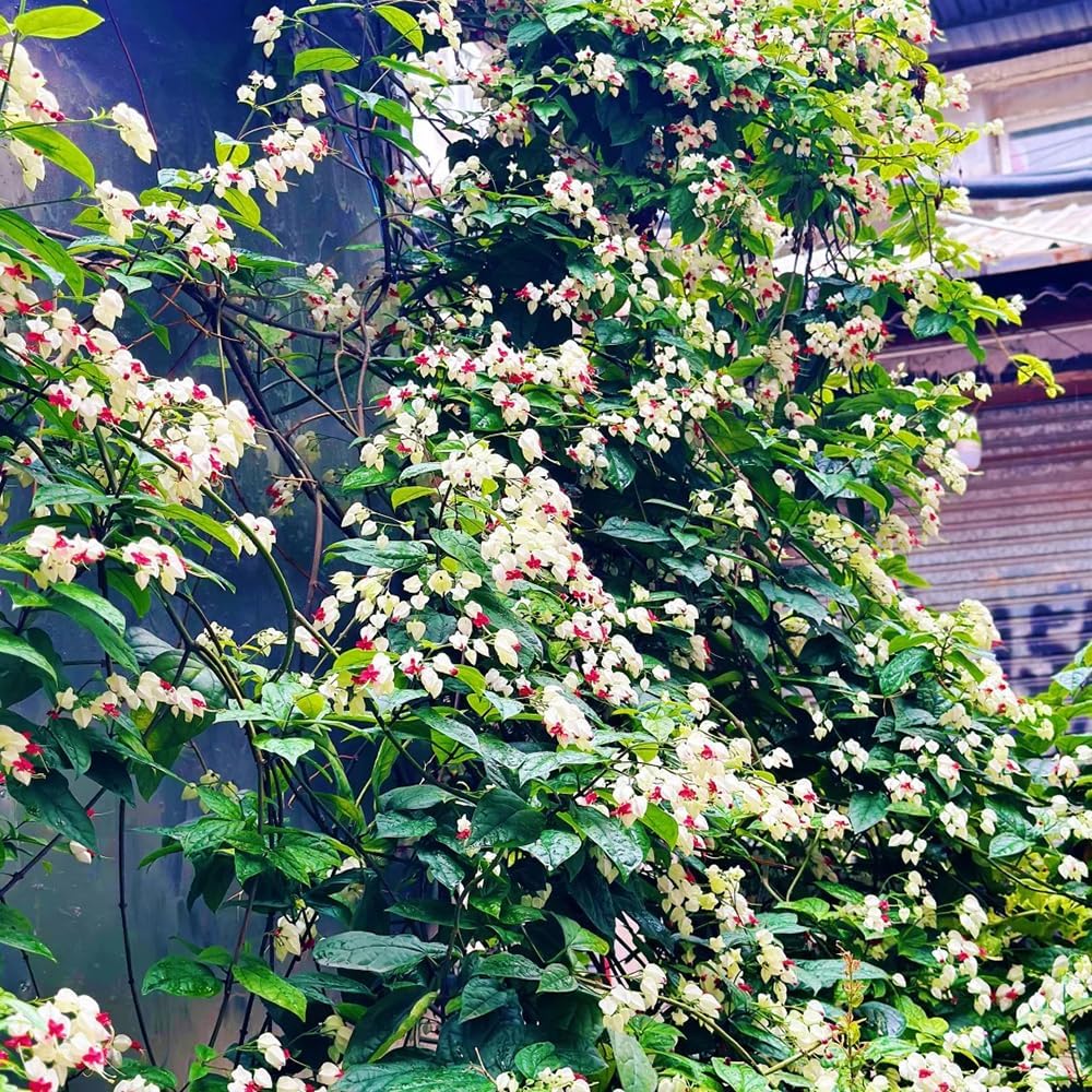 Clerodendrum Thomsonaesamen, Garten Mehrjährig Winterhart Stauden 250Pcs